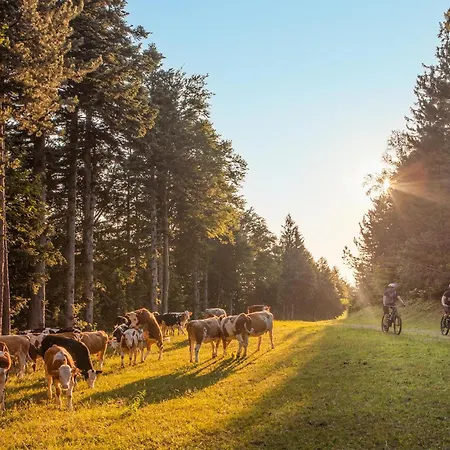 Daire Awesome In Pohorje *